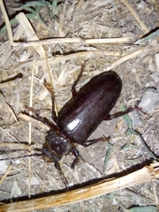 Aplagiognathus spinosus