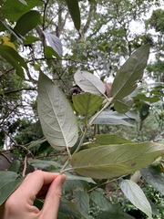 Moquiniastrum polymorphum