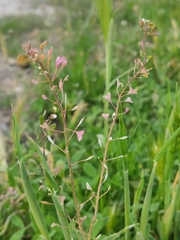 Capsella bursa-pastoris