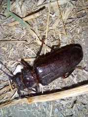 Aplagiognathus spinosus