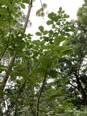 Handroanthus chrysotrichus