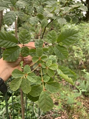 Handroanthus chrysotrichus