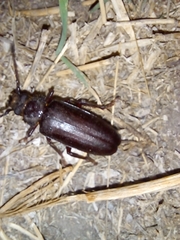 Aplagiognathus spinosus