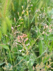 Capsella bursa-pastoris