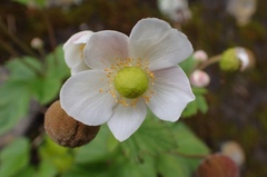 Eriocapitella vitifolia