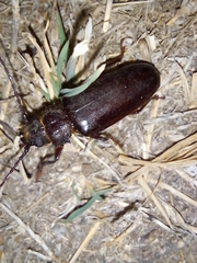 Aplagiognathus spinosus