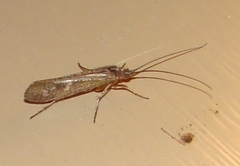 Trichoptera