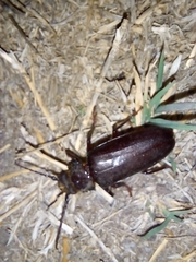 Aplagiognathus spinosus