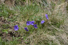 Viola calcarata
