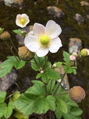 Eriocapitella vitifolia