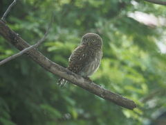 Glaucidium cuculoides