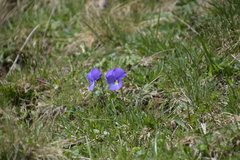 Viola calcarata