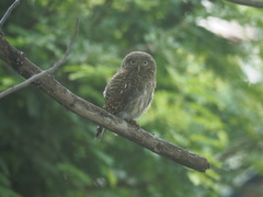 Glaucidium cuculoides