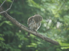 Glaucidium cuculoides