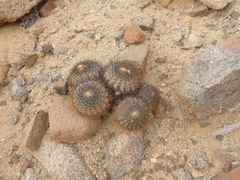 Copiapoa longistaminea