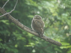 Glaucidium cuculoides