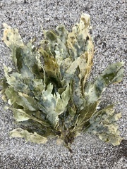 Desmarestia ligulata