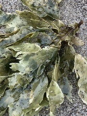 Desmarestia ligulata