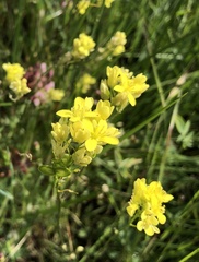 Biscutella valentina