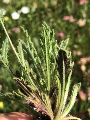 Biscutella valentina