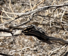 Acmaeodera pubiventris lanata
