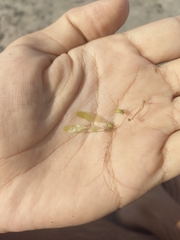 Halophila