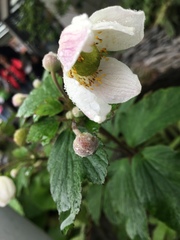 Eriocapitella vitifolia