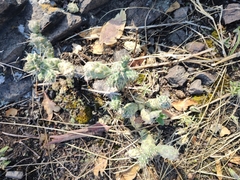 Cactaceae