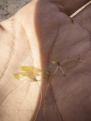 Halophila
