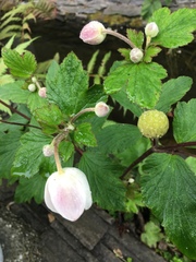 Eriocapitella vitifolia