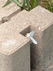 Estigmene acrea