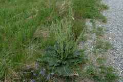 Salvia austriaca