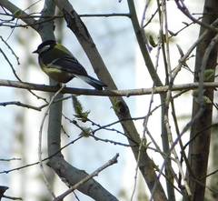 Parus major