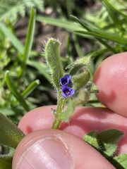 Asperugo procumbens