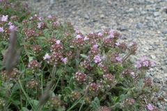 Thymus kosteleckyanus