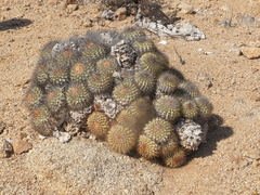 Copiapoa longistaminea