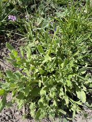 Asperugo procumbens