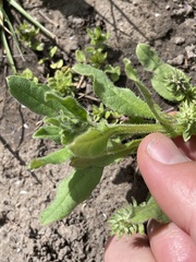 Asperugo procumbens