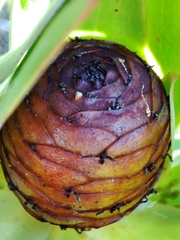 Alatosperma