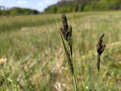Carex hartmanii
