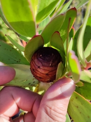 Alatosperma