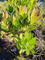 Alatosperma