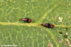 Retithrips syriacus