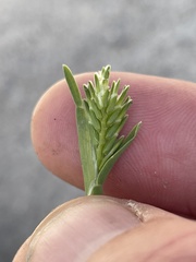Sclerochloa dura