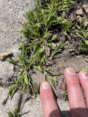 Sclerochloa dura