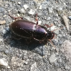Harpalus tardus
