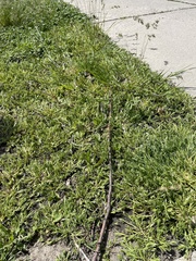 Sclerochloa dura
