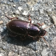 Harpalus tardus