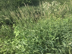 Phalaris arundinacea