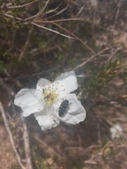 Acmaeodera bowditchi